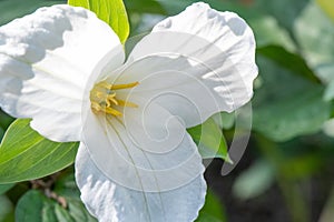 White Trillium grandiflorum, white flower in close-up photo